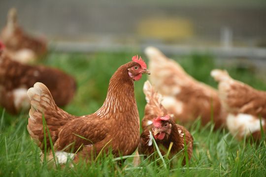 Chickens with grass