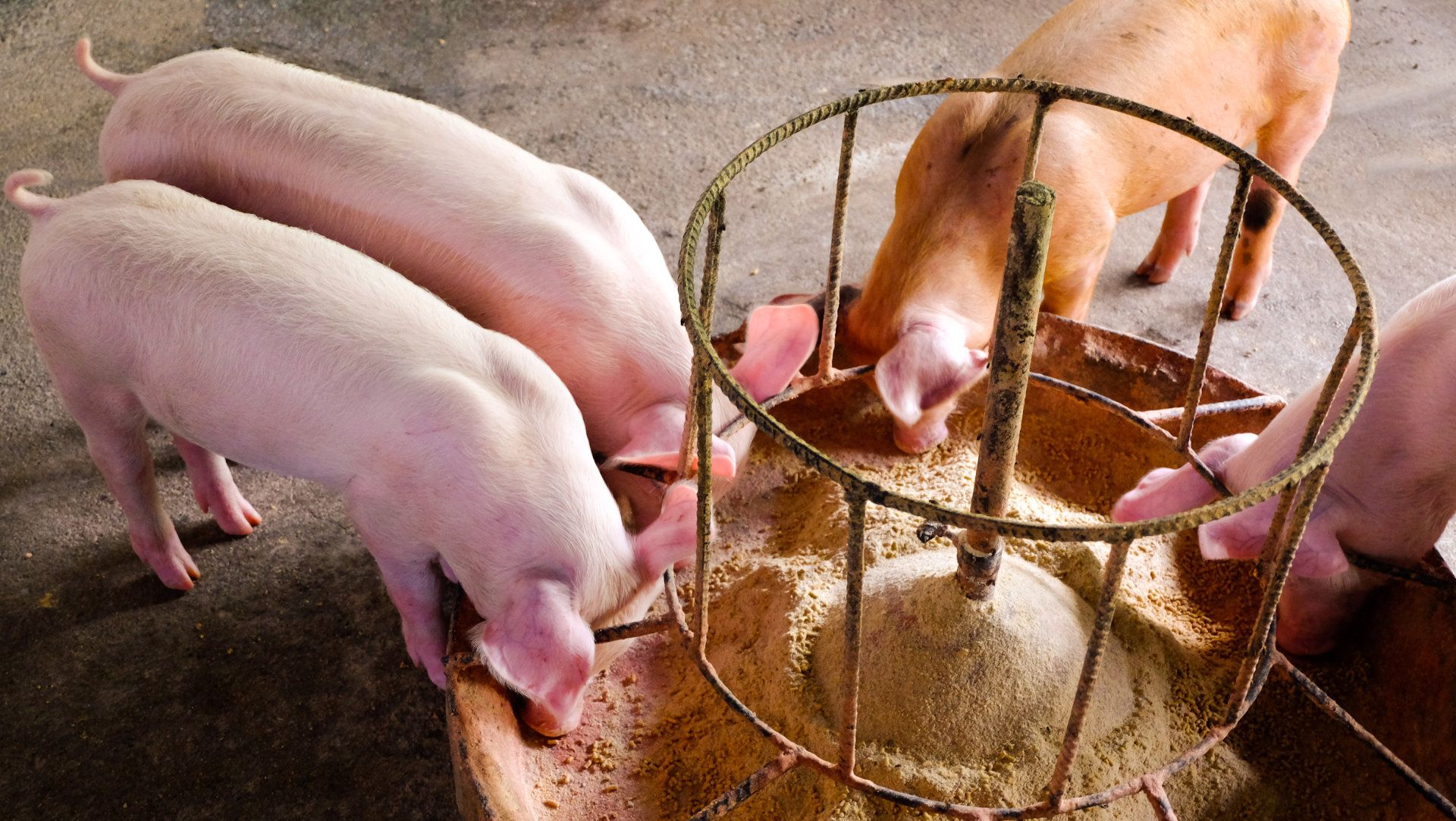 Swine Feeding