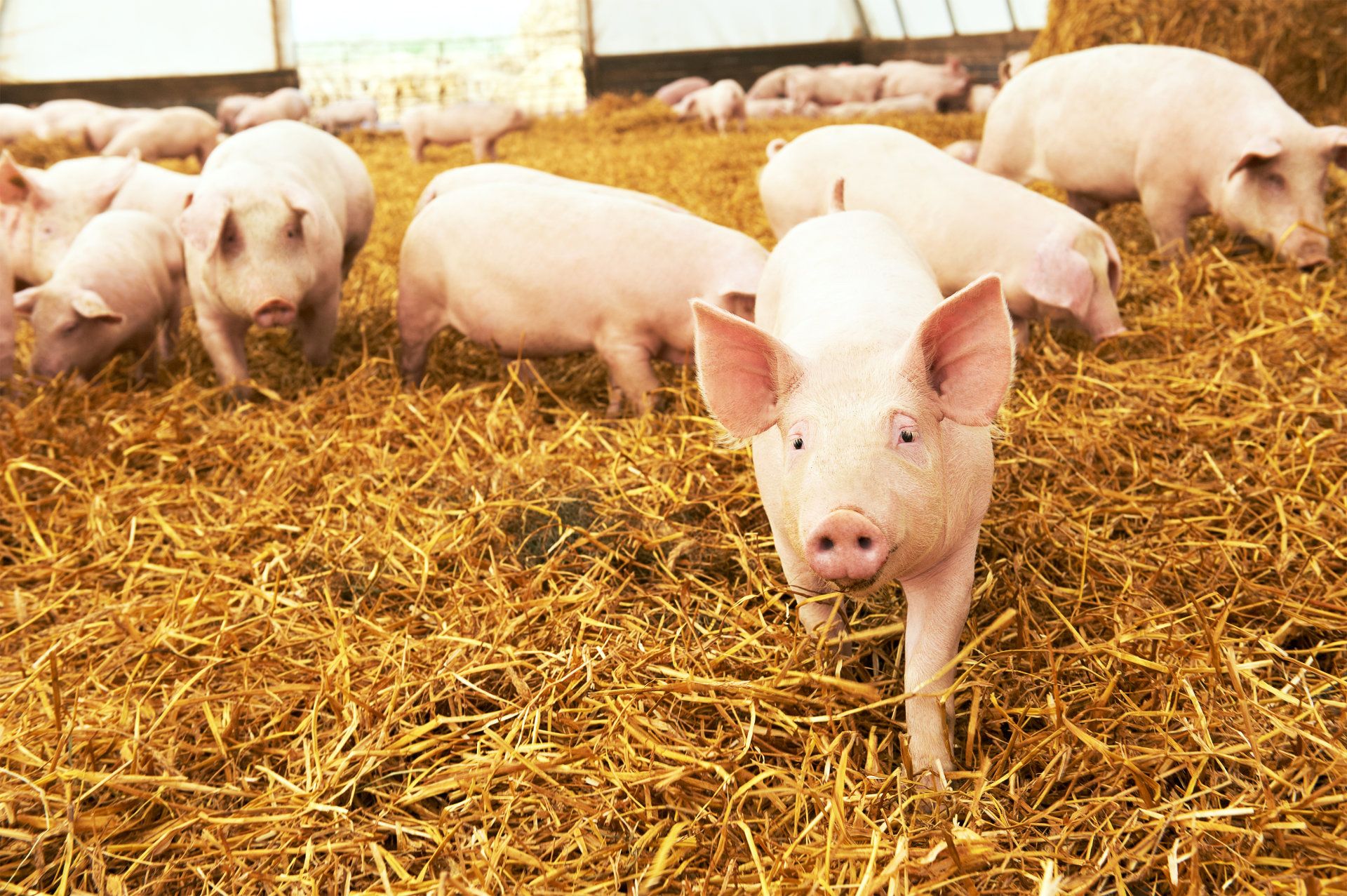 Pigs on hay